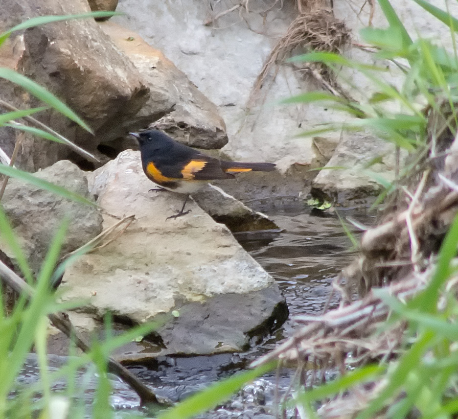 American Redstart