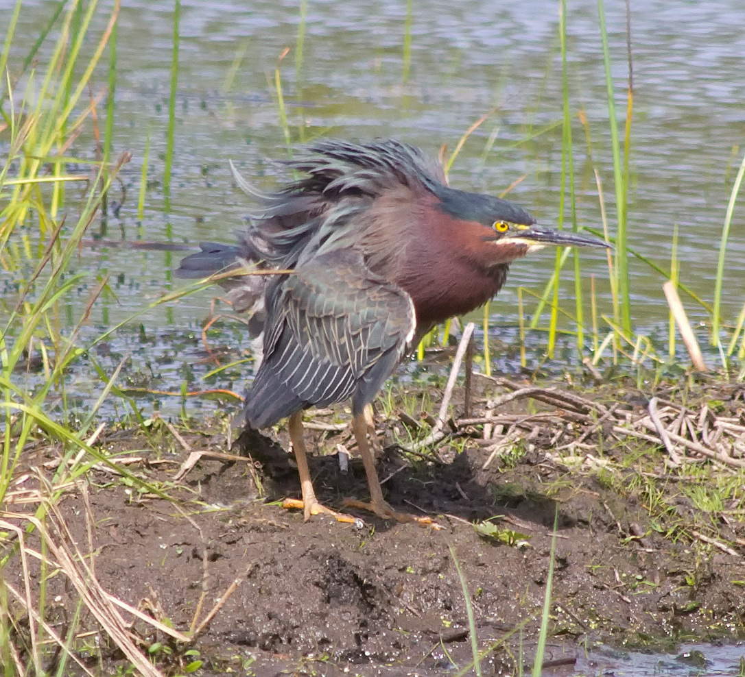 Green Heron