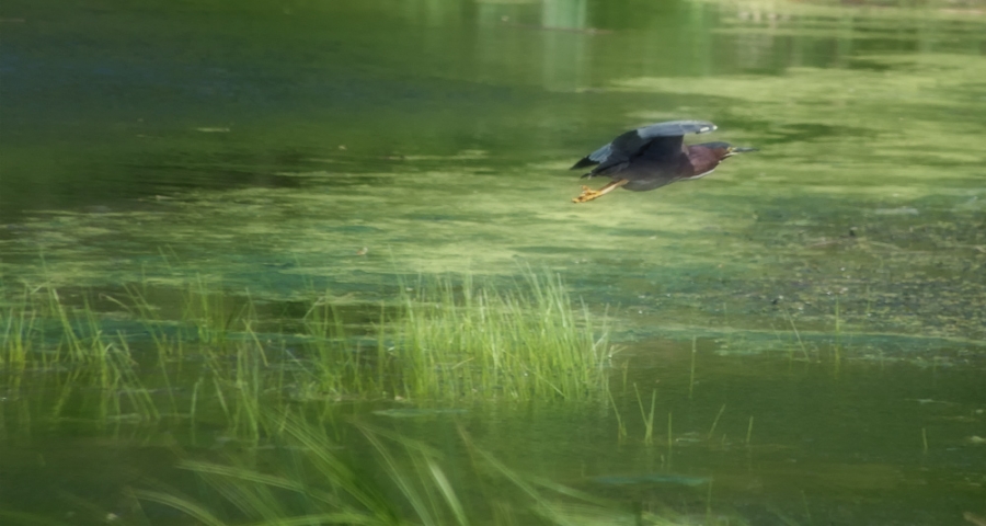 All about the Green Heron today