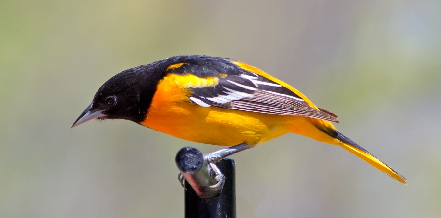 Baltimore Oriole