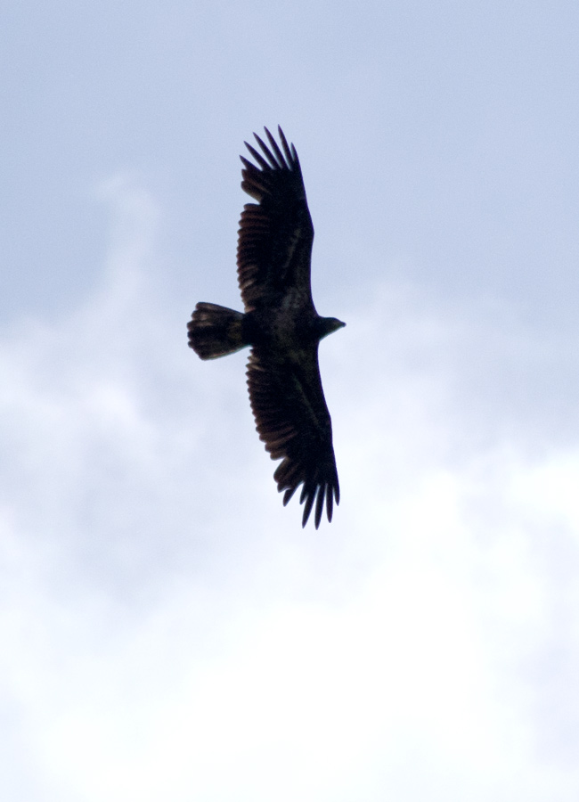 Golden Eagle