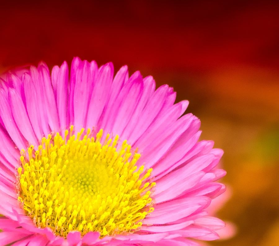 Just a Flower