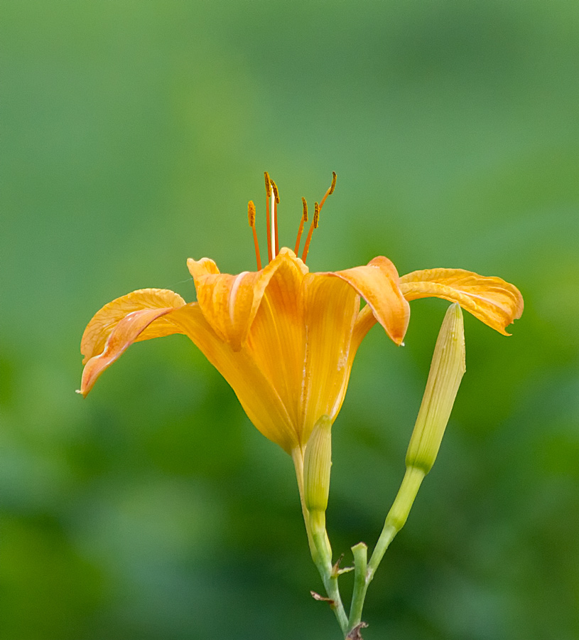 Some sort of wildflower
