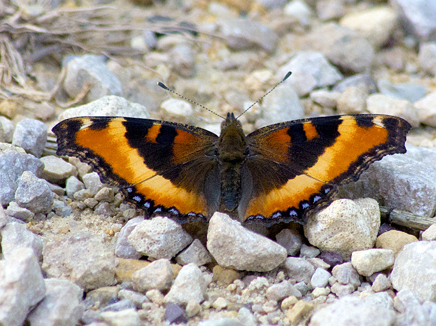 Milbert's Tortoiseshell