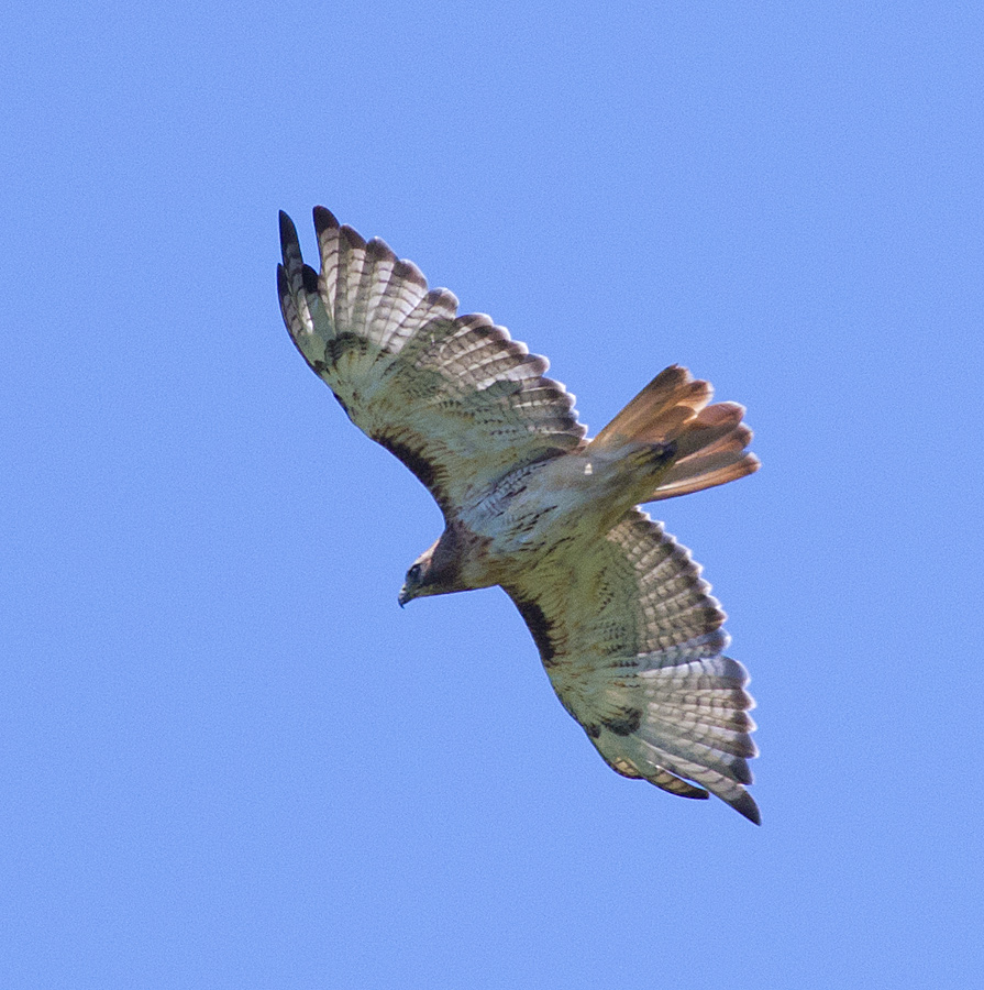 Hawk