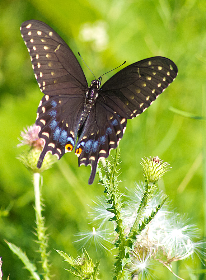 Black Swallowtail Butterfly