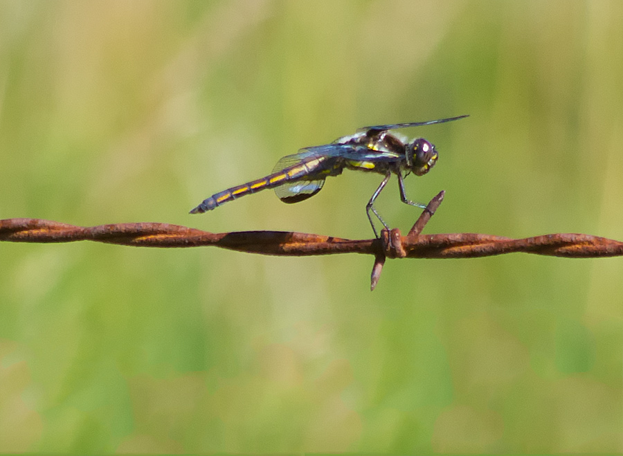 Dragonfly