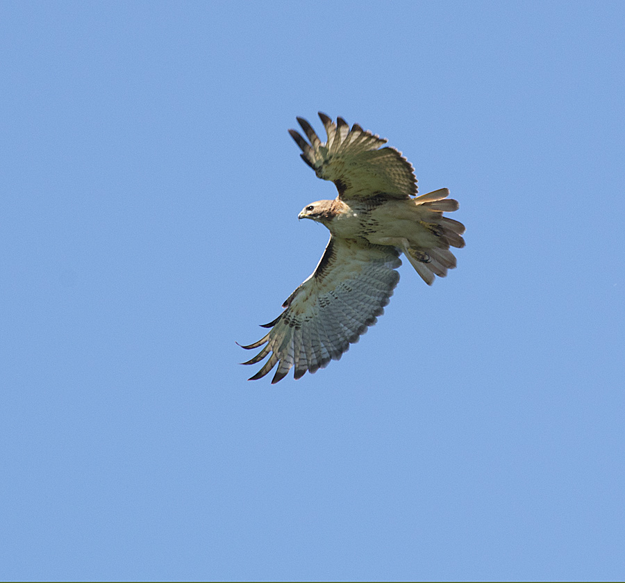 Hawk
