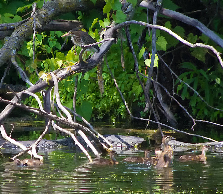Heron and Ducklings