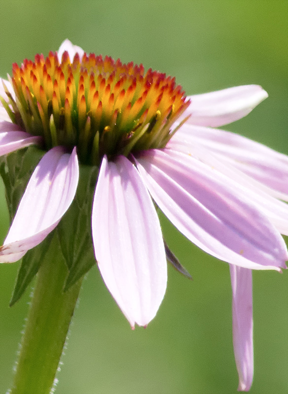 Unknown Wildflower