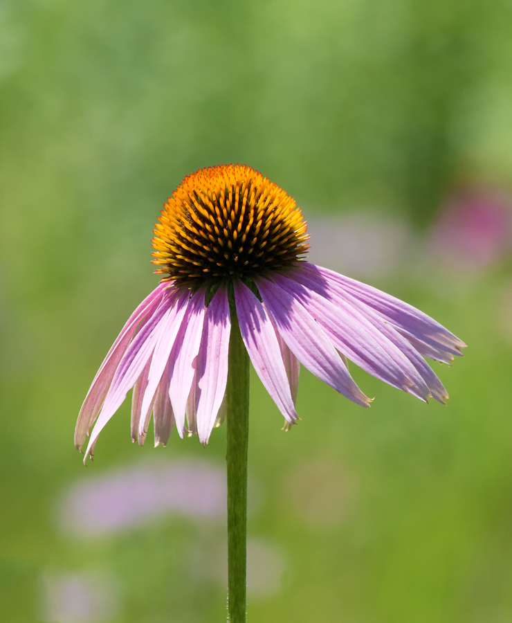 Wildflower