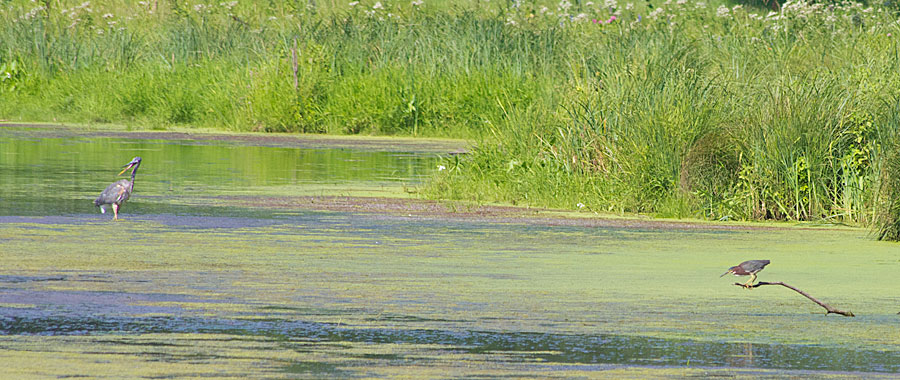 Two Different Herons