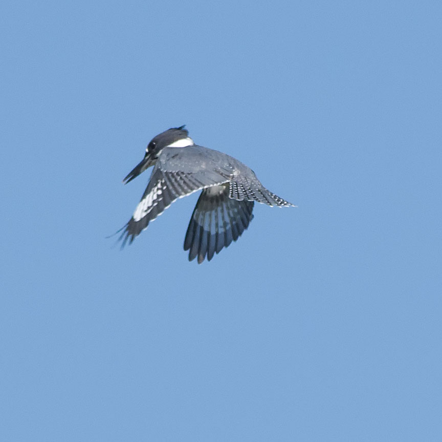 Kingfisher
