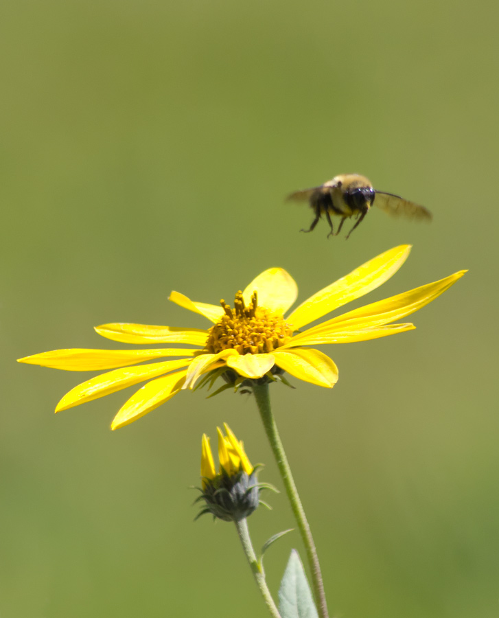 Bumblebee