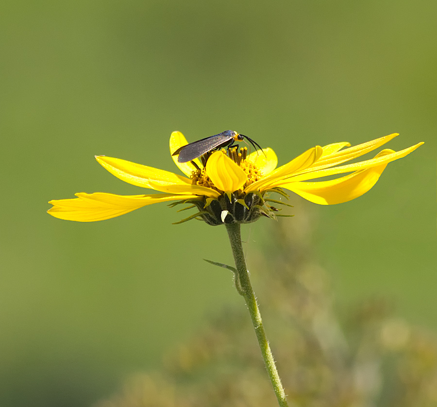 Some Bug