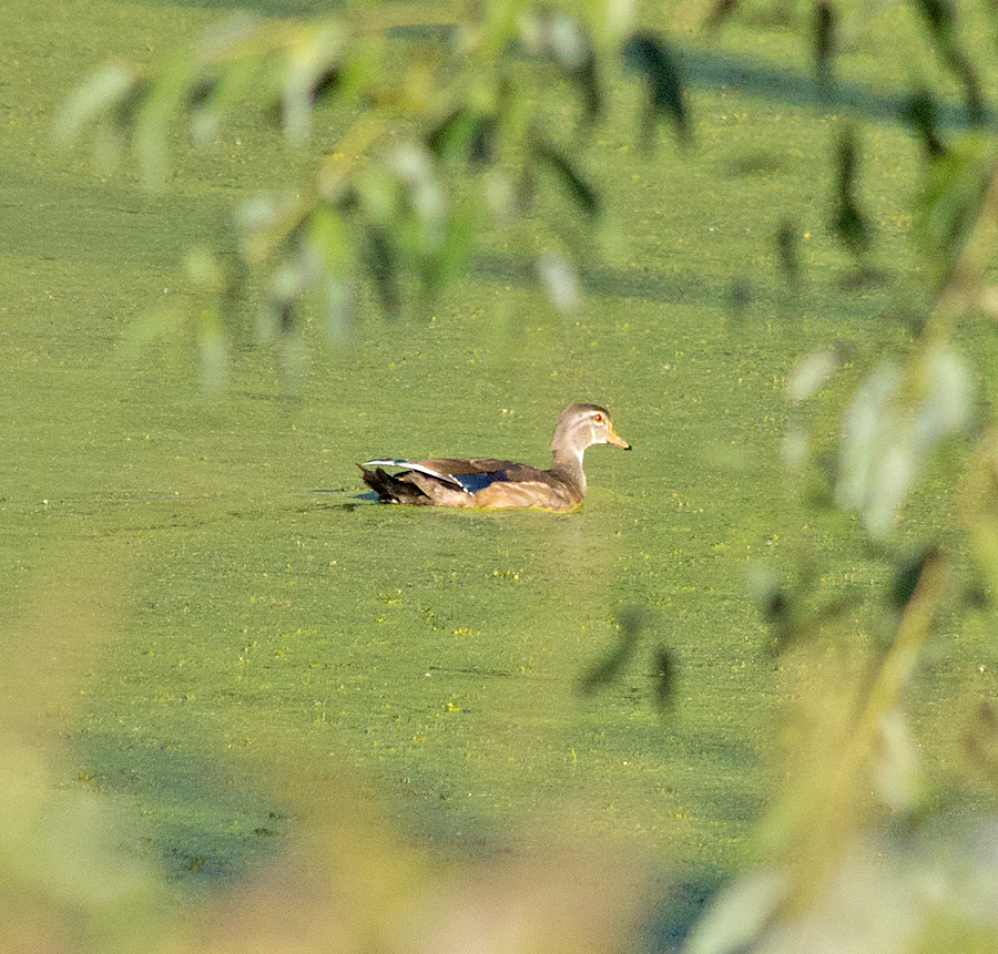 Wood Duck