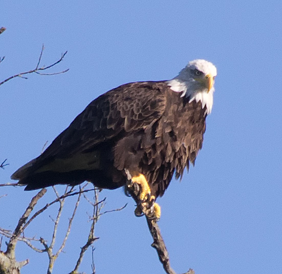 Eagle 1