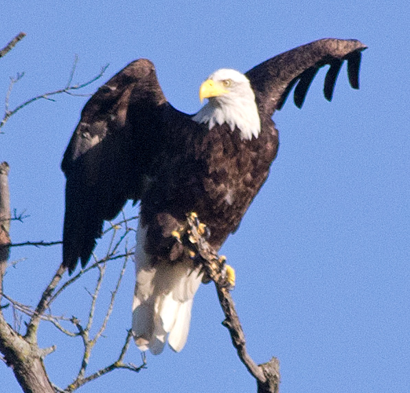Eagle 2