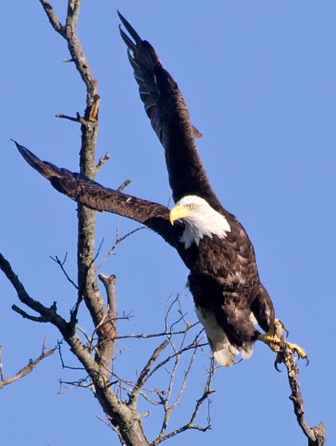 Eagle 3