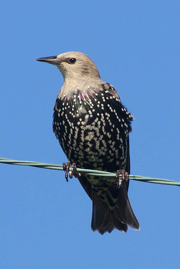 European Starling