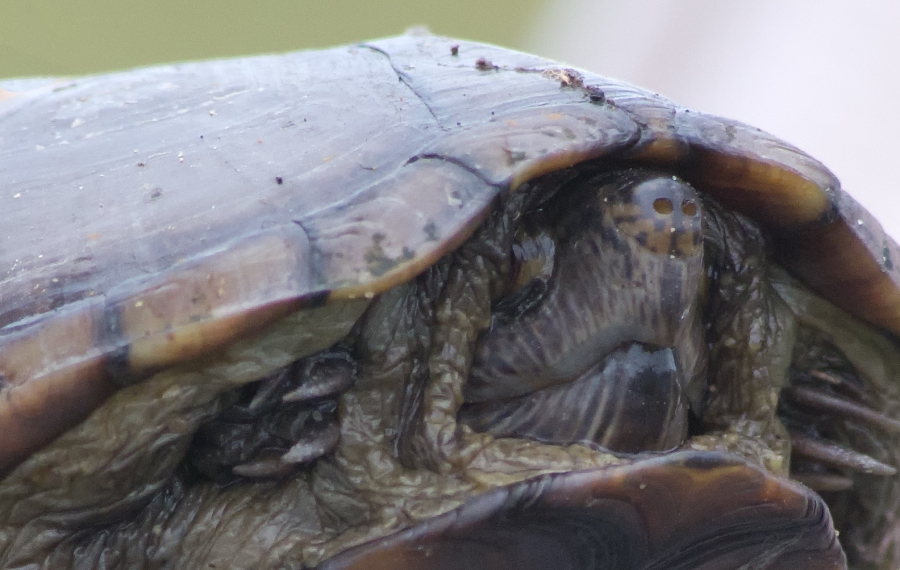 Turtle