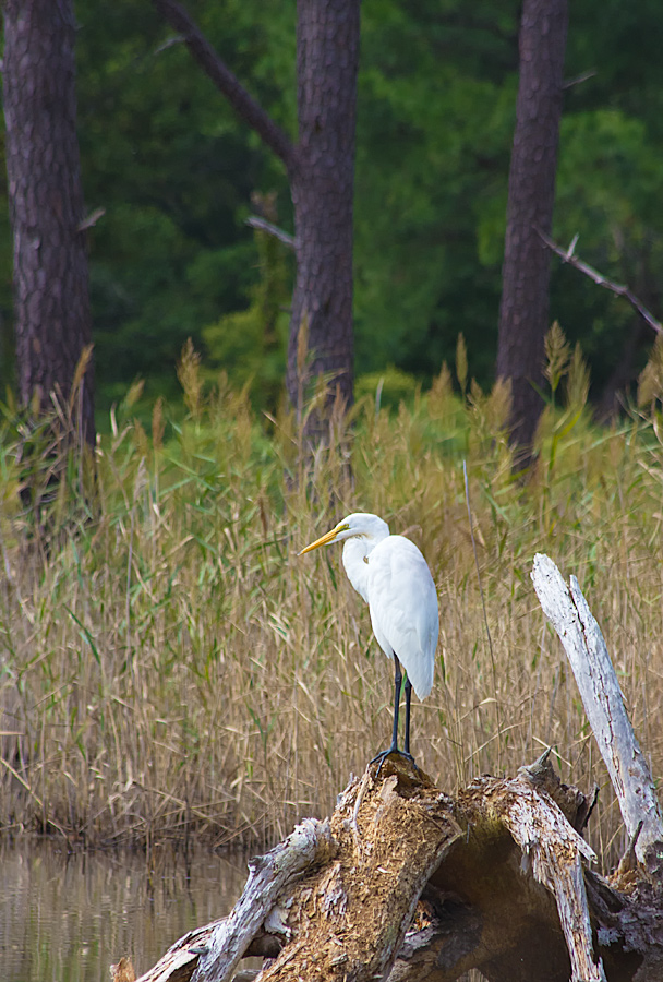 Egret