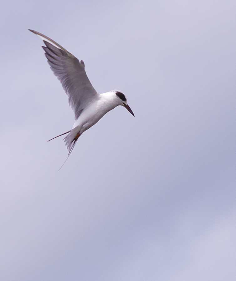 Tern
