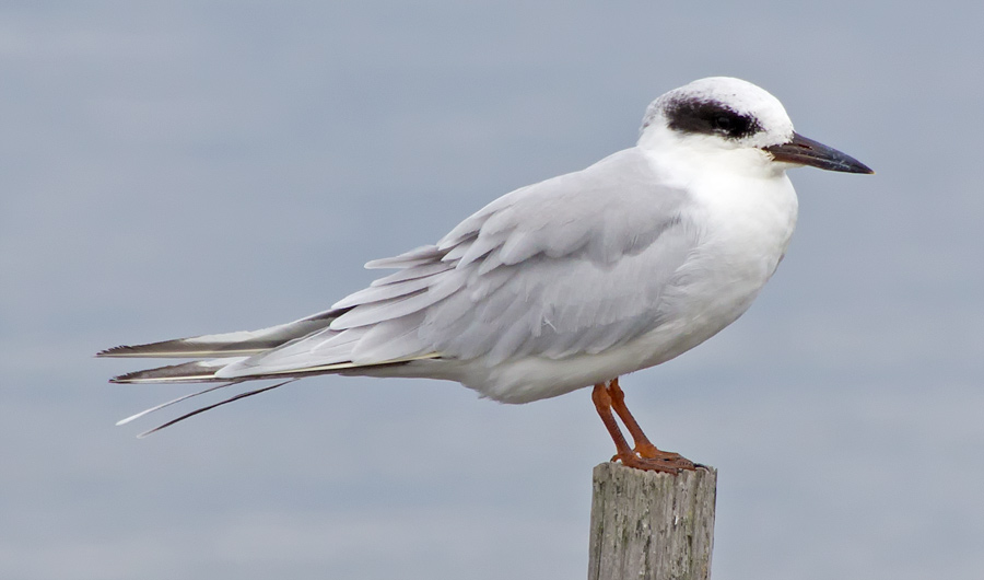 Just a bird
