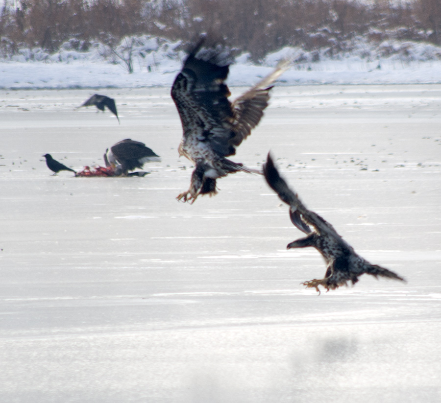 Eagles at Silver Lake