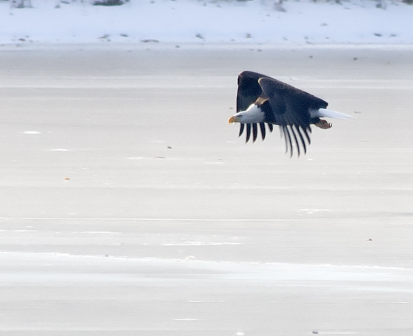 Eagle at Silver Lake
