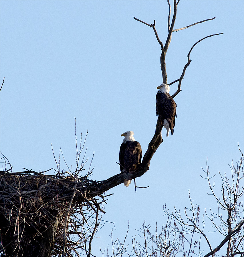 The Eagles Are Back