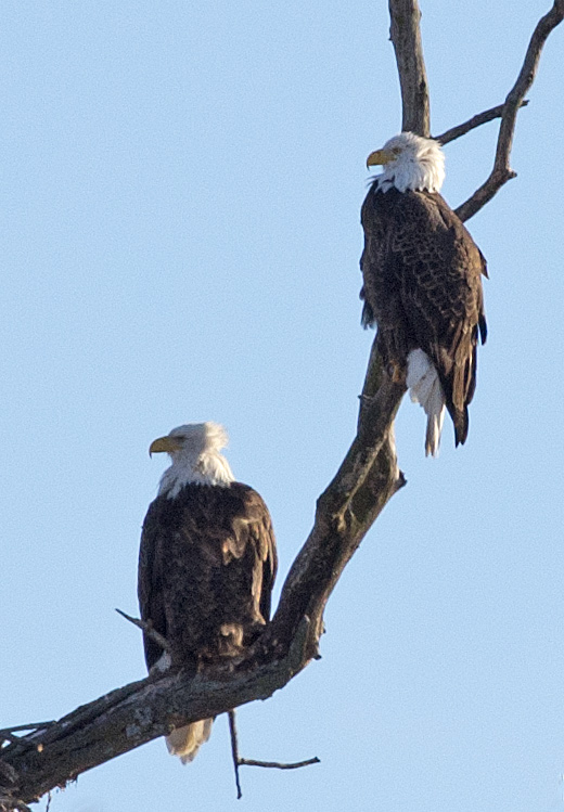 Eagles