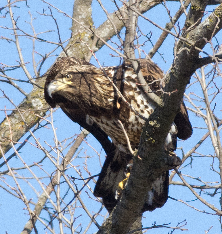 Eagle Series