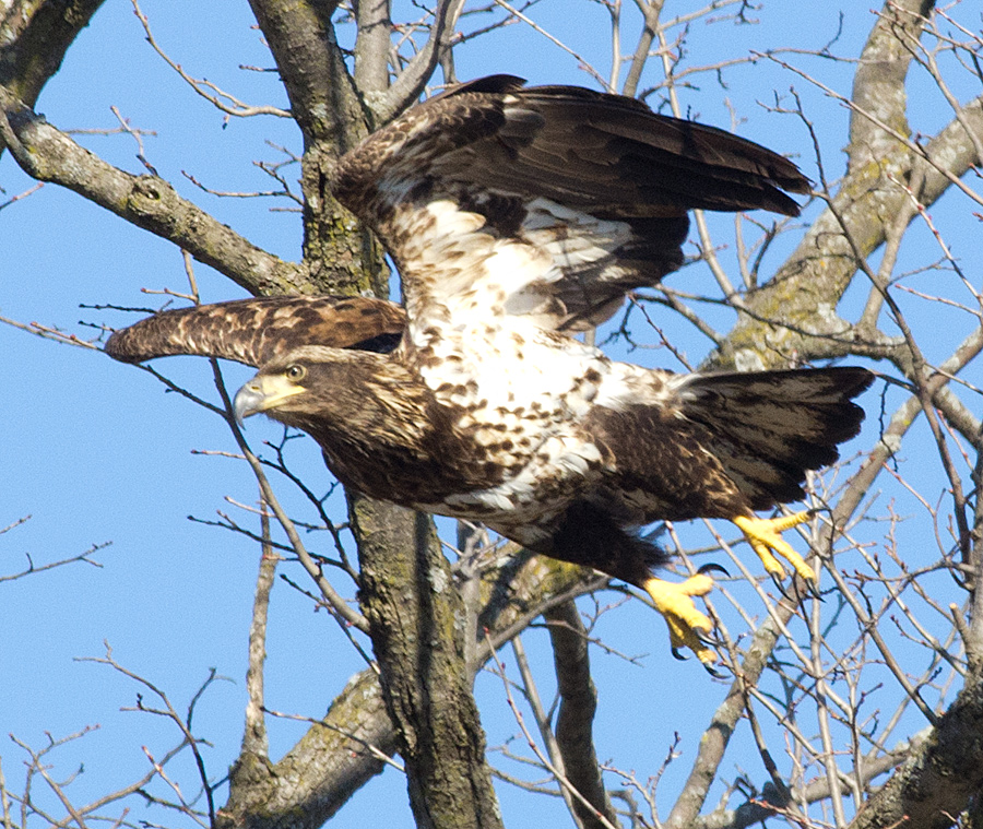 Eagle Series