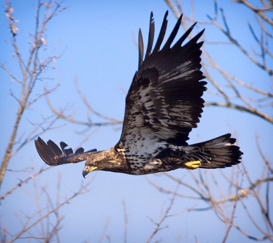 Eagle Series