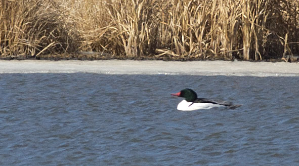 Common Merganser