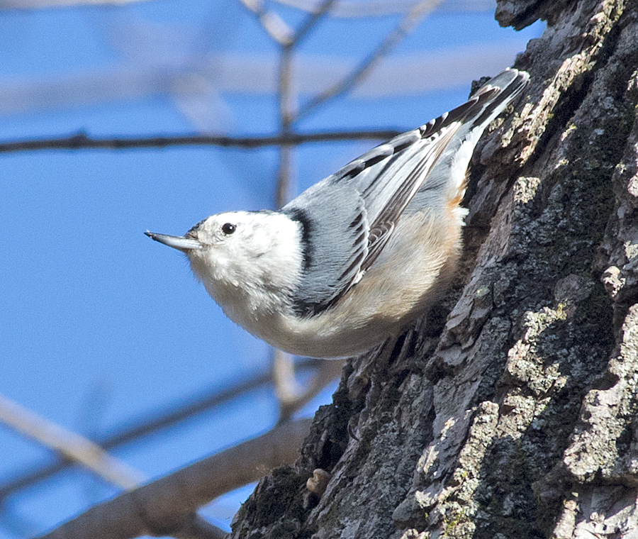 Nuthatch