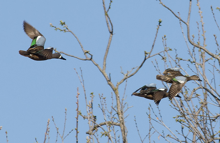 Ducks
