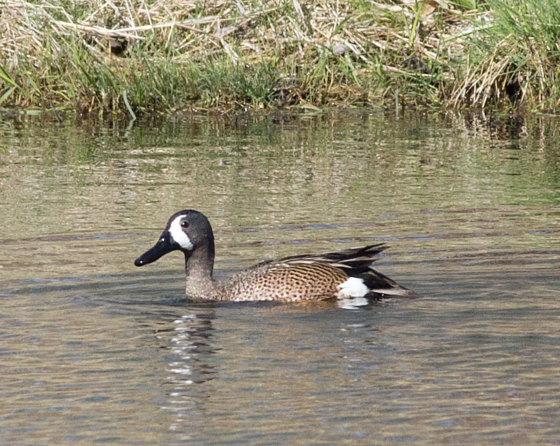 Duck