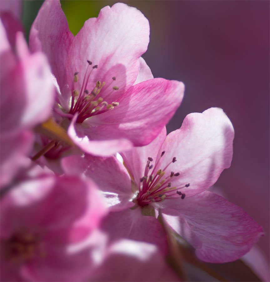 Some sort of Flower