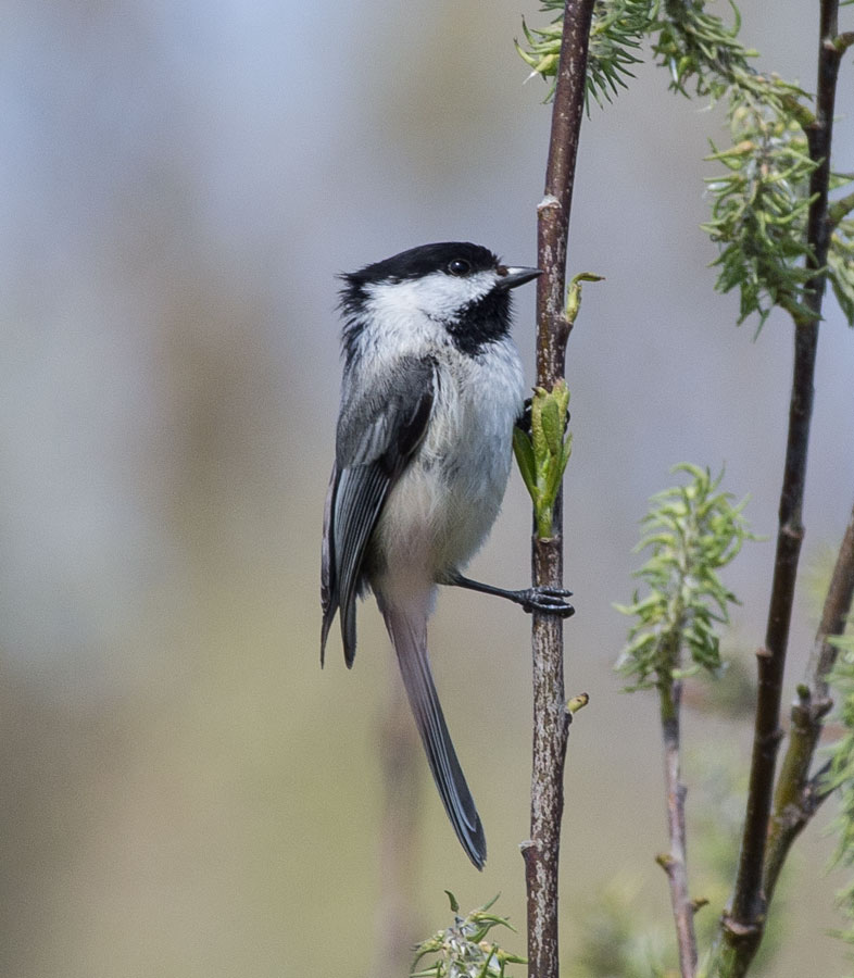 Black-Capped Chickadee