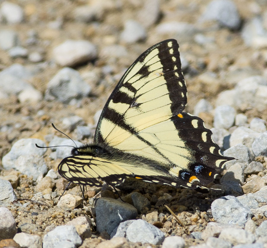 Swallowtail