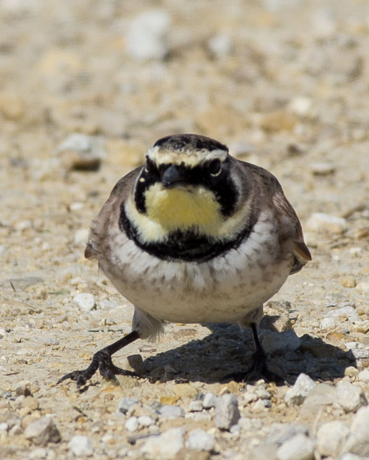 Horned Lark