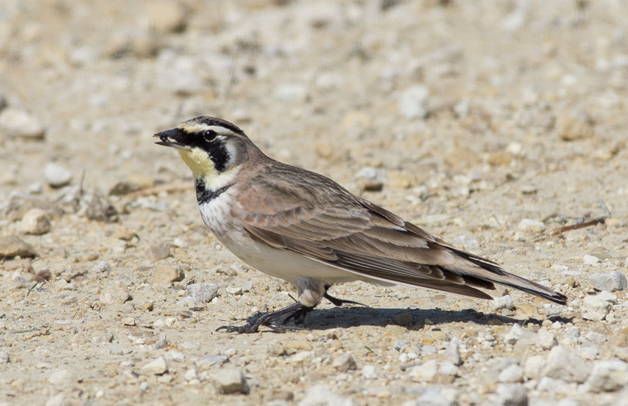 Horned Lark