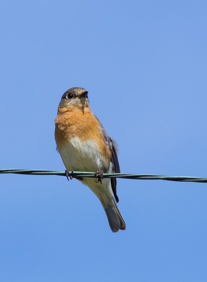 Eastern Bluebird
