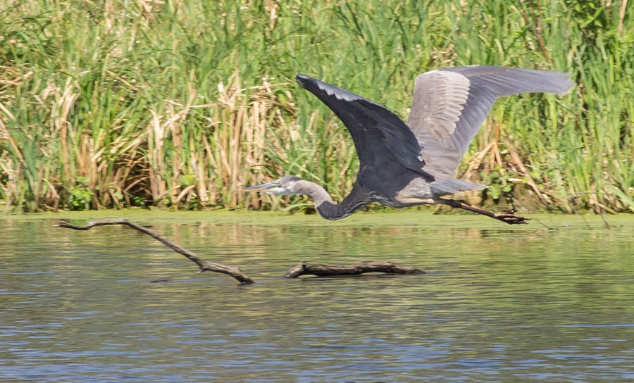 Blue Heron