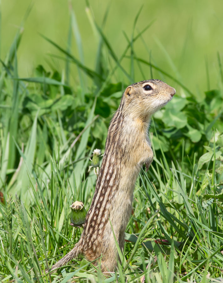 Ground Squirrel