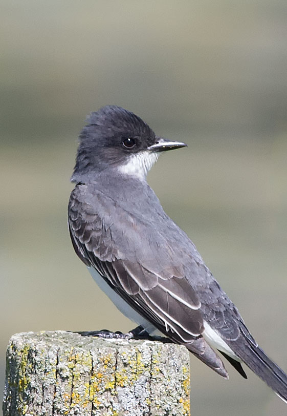 Eastern Kingbird