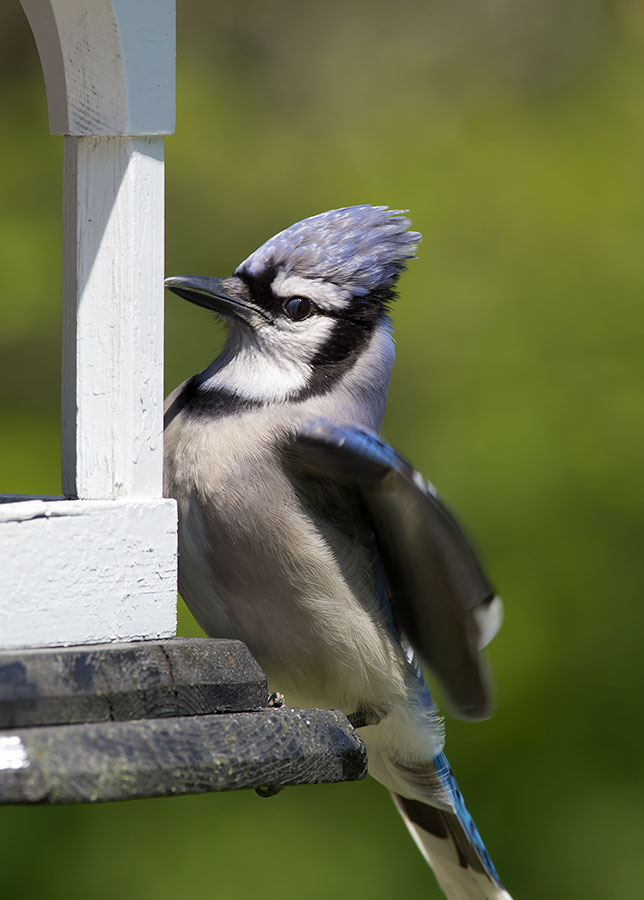 Blue Jay