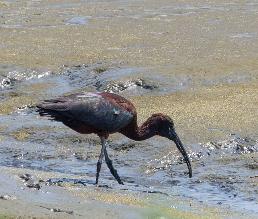 Ibis
